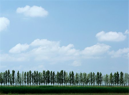 Rangée d'arbres à côté de la route Photographie de stock - Rights-Managed, Code: 832-03724761