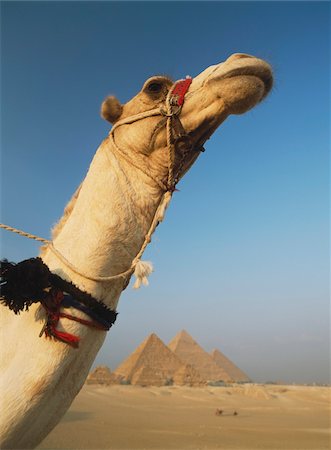 simsearch:832-03724631,k - Chameau et grandes pyramides de Gizeh Photographie de stock - Rights-Managed, Code: 832-03724844