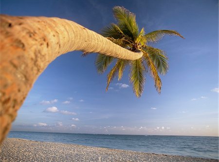 république dominicaine - Courbe de palmier au-dessus de la plage de Bavaro à l'aube Photographie de stock - Rights-Managed, Code: 832-03724874