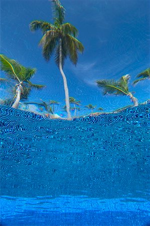 Looking up at palm trees from underwater in swimming pool Foto de stock - Direito Controlado, Número: 832-03724905