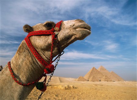 Camel in front of Great Pyramids of Giza Stock Photo - Rights-Managed, Code: 832-03724949