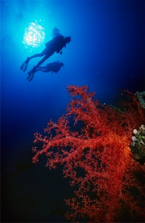 Two divers silhouetted with red soft coral in foreground Foto de stock - Con derechos protegidos, Código: 832-03725025