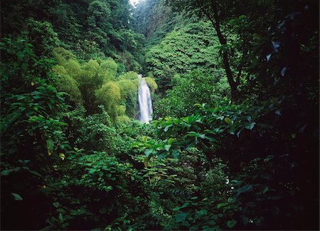 rain forest - Trafalgar Falls Photographie de stock - Rights-Managed, Code: 832-03725030