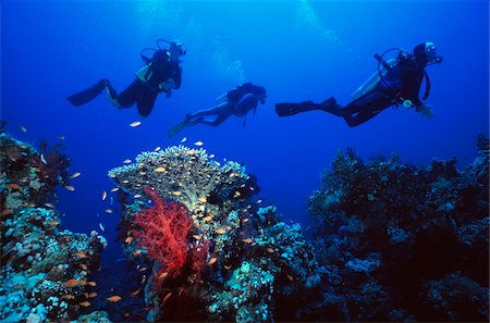 sommozzatore (uomo e donna) - Three divers swimming past coral in Red Sea Foto de stock - Con derechos protegidos, Código: 832-03725044