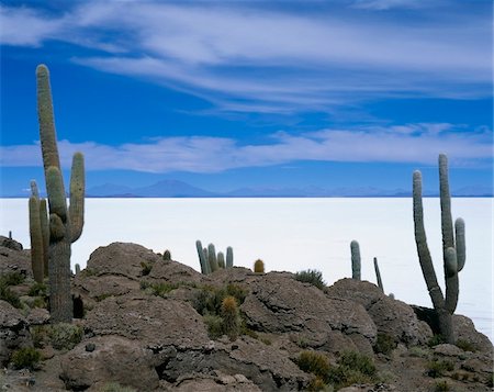 salt plains - Flore locale, plat sel Uyuni Photographie de stock - Rights-Managed, Code: 832-03723578