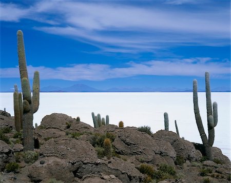 salt pan - Local flora, Uyuni Salt Flat Stock Photo - Rights-Managed, Code: 832-03723578