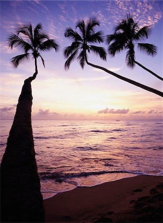 Palm trees at dusk Stock Photo - Rights-Managed, Code: 832-03723626