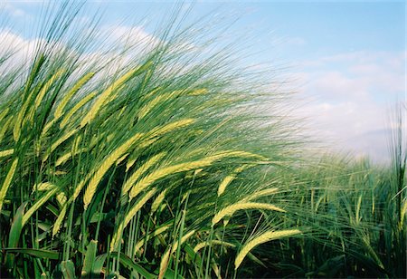 Wheat fields in England. close-up Stock Photo - Rights-Managed, Code: 832-03723729