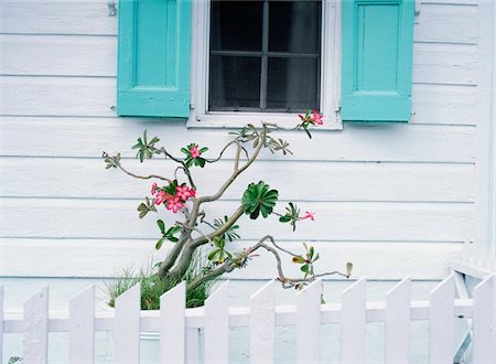 Potted plant outside old white house in Dunmore Town Stock Photo - Rights-Managed, Code: 832-03723818