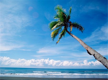 Palm tree on the beach Stock Photo - Rights-Managed, Code: 832-03723912