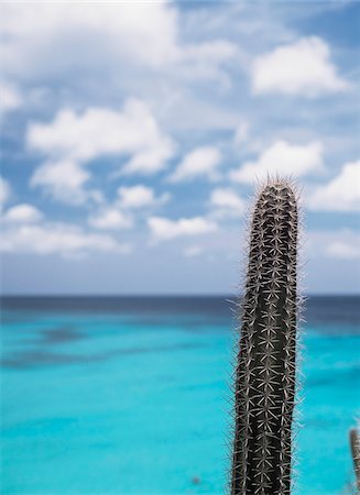 Cactus beside Knip beach Foto de stock - Con derechos protegidos, Código: 832-03723950