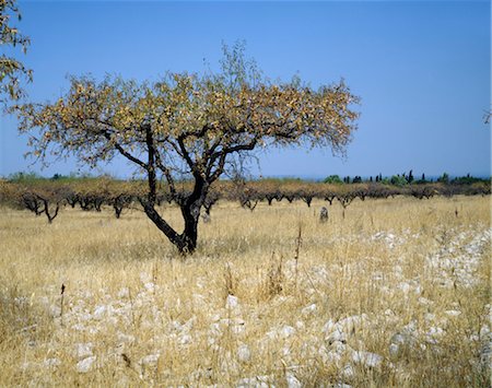 Bäume, Languedoc-Roussillon. Detail. Stockbilder - Lizenzpflichtiges, Bildnummer: 845-04826831