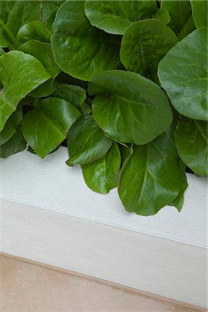 A compact patio garden in London. Designed by Modular. Detail of walled, raised bed and Bergenia leaves. Photographed in June. Architects: Modular Stock Photo - Rights-Managed, Code: 845-05838293