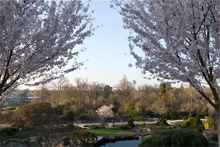 Twin cherry trees D Prunus pendula var 'Rosea' in full bloom, stand sentinal in dusky shadow above the Rock Garden at RHS Wisley, Surrey, UK. Far below, Prunus 'Accolade', basks in the last of the suns rays. Stock Photo - Rights-Managed, Code: 845-05838402