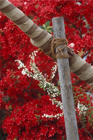 simsearch:845-05838924,k - Gebunden Holzpfähle vor rote Blumen Stockbilder - Lizenzpflichtiges, Bildnummer: 845-05838909