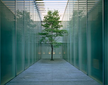 deck gardens - Single tree growing in enclosed decked space Stock Photo - Rights-Managed, Code: 845-05838920