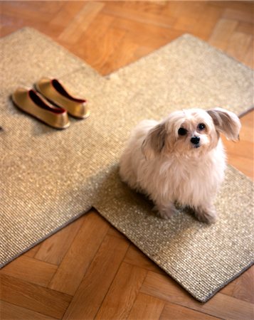 dog welcome mat - Dog sitting on door mat with gold slippers. Stock Photo - Rights-Managed, Code: 845-05839312