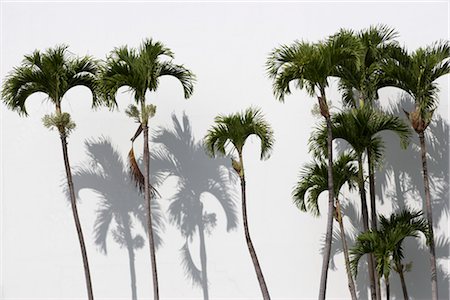 schatten - Palmen Sie gegen moderne Außenaufnahme, Madeira, Portugal. Stockbilder - Lizenzpflichtiges, Bildnummer: 845-06008101