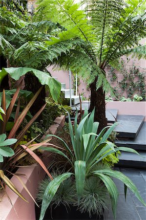 Patio garden at basement level at the Morgan house in Notting Hill, London, UK. Designed by Modular Gardens in conjunction with Crawford & Gray Architects, showing section of raised bed and powder-coated steel planter, slate steps and and galvanised metal stairs. Tree ferns, melianthus, phormiums, grass and yucca Foto de stock - Con derechos protegidos, Código: 845-07561417