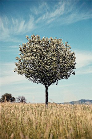 Tree in an unmown field with a hill in the background in southern Burgenland, Austria Stock Photo - Rights-Managed, Code: 845-08939597
