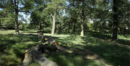 richmond park - Richmond Park, Richmond, Surrey. Foto de stock - Con derechos protegidos, Código: 845-02725930