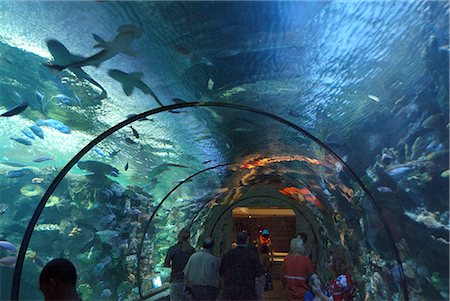 requin-marteau - Shark Reef, Mandalay Bay Hotel Complex, Las Vegas, Nevada, USA Photographie de stock - Rights-Managed, Code: 845-02726137