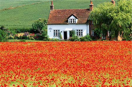 european cottage gardens - Poppy field and cottage Suffolk, UK Stock Photo - Rights-Managed, Code: 845-02728983