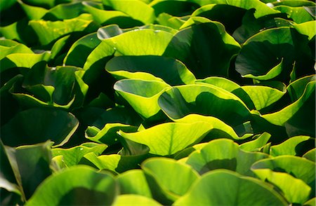 Waterlilies - foliage - abstract Stock Photo - Rights-Managed, Code: 845-02729673