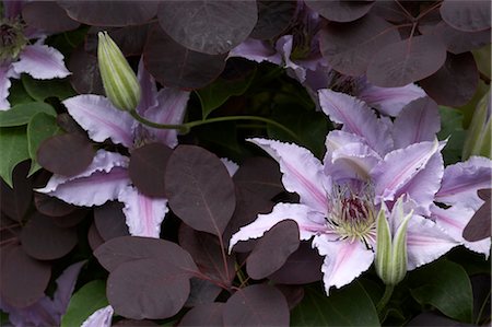 Flower Details - Clematis. Foto de stock - Con derechos protegidos, Código: 845-03463324