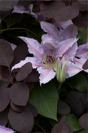 simsearch:845-02725410,k - Détails de fleur - Clematis. Photographie de stock - Rights-Managed, Code: 845-03463325