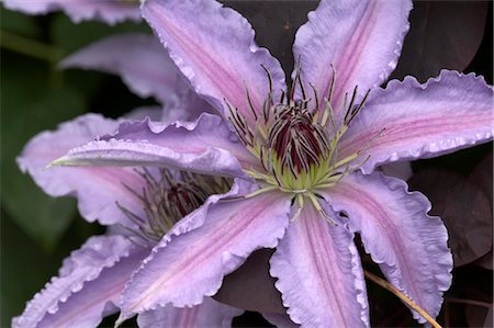 Détails de fleur - Clematis. Photographie de stock - Rights-Managed, Code: 845-03463326