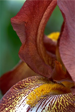 simsearch:6102-03749129,k - Flower Details - Iris. Stock Photo - Rights-Managed, Code: 845-03463334