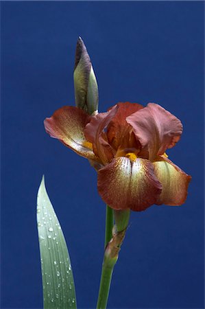 simsearch:6102-03749129,k - Flower Details - Iris. Stock Photo - Rights-Managed, Code: 845-03463335