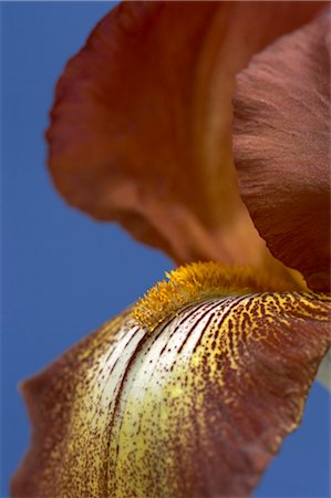 simsearch:6102-03749129,k - Flower Details - Iris. Stock Photo - Rights-Managed, Code: 845-03463336
