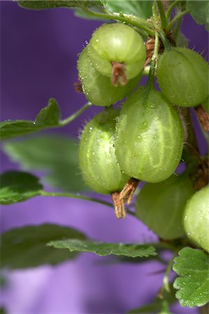 simsearch:6102-03749129,k - Details - Gooseberry. Stock Photo - Rights-Managed, Code: 845-03463330