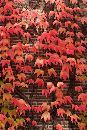 Autumn leaves, Amsterdam. Photographie de stock - Rights-Managed, Code: 845-03463728