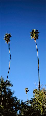 paja (vegetación) - El Fuerte is a city and its surrounding municipality in the Mexican state of Sinaloa, Baja California Stock Photo - Rights-Managed, Code: 845-03552663