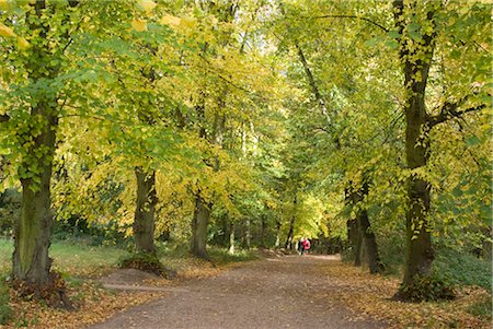 simsearch:845-03777435,k - Autumn trees in Hampstead Heath Fotografie stock - Rights-Managed, Codice: 845-03552761