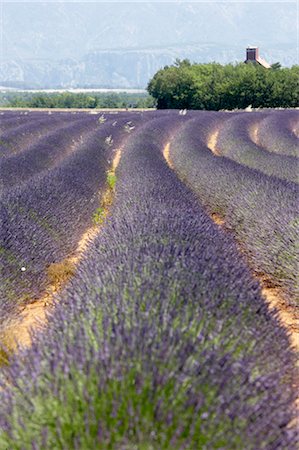 french country home exterior pictures - Lavander field, Provence. Stock Photo - Rights-Managed, Code: 845-03720247
