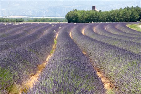 french country home exterior pictures - Lavander field, Provence. Stock Photo - Rights-Managed, Code: 845-03720249