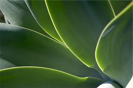 poster - La Mortella, Ischia, leaves Stock Photo - Rights-Managed, Code: 845-03720736