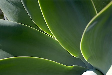 residential details - La Mortella, Ischia, leaves Stock Photo - Rights-Managed, Code: 845-03720736