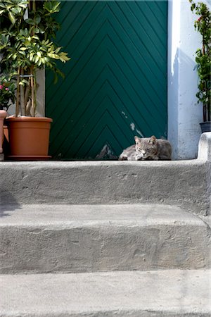 Cat sleeping on a step, Positano, Amalfi Coast Stock Photo - Rights-Managed, Code: 845-03720746