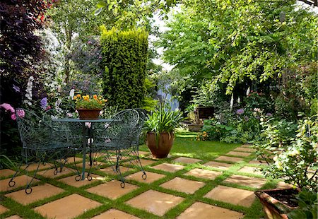 Suburban Garden. Wire garden furniture on checkerboard paving stone and grass amongst lush green planting including yew tree and rosa rubrifolia Stock Photo - Rights-Managed, Code: 845-03720923