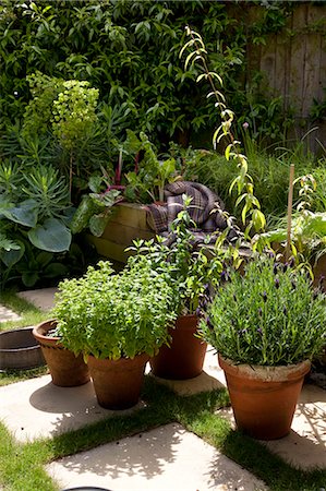 Suburban Garden. Detail of herbs in earthenware pots on checkerboard stone and grass paving Stock Photo - Rights-Managed, Code: 845-03720931