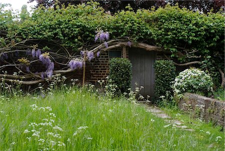 plante sauvage - Vieux coffre Wisteria avec fleurs privé mitoyen, près de Richmond Park, Richmond, Surrey, Angleterre Photographie de stock - Rights-Managed, Code: 845-03721224