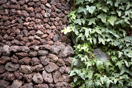 simsearch:845-03777421,k - Madeira. Contrast of stones and ivy Stock Photo - Rights-Managed, Code: 845-03777419