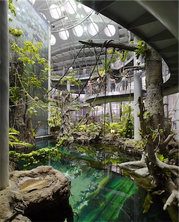 simsearch:845-06008029,k - Interior conservatory space, California Academy of Sciences. Architects: Renzo Piano Building Workshop Foto de stock - Direito Controlado, Número: 845-03777595