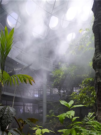 Misty interior conservation space, California Academy of Sciences. Architects: Renzo Piano Building Workshop Stock Photo - Rights-Managed, Code: 845-03777591