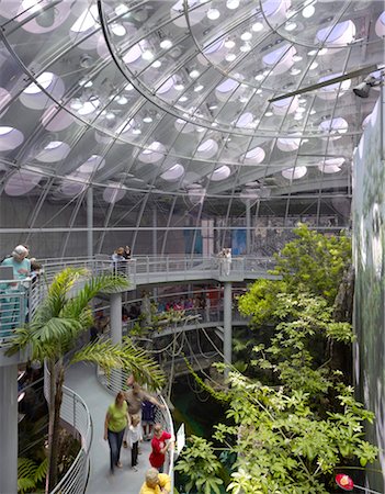 Interior conservatory space, California Academy of Sciences. Architects: Renzo Piano Building Workshop Stock Photo - Rights-Managed, Code: 845-03777592